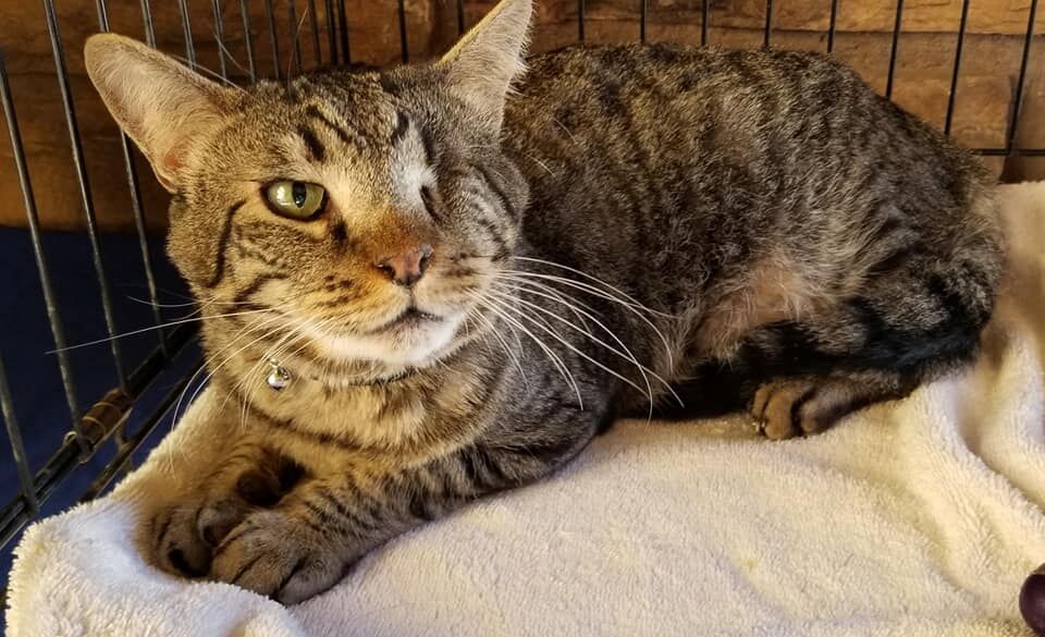 Simon